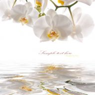 Фреска Белая орхидея над водой