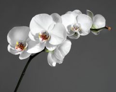 Фреска Ветка орхидеи на сером фоне