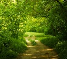Фреска Дорога через зеленый лес