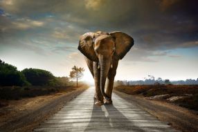 Фотообои слон на гладкой дороге уходящей вдаль