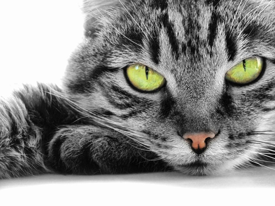 Картина на холсте Зеленоглазая кошка, арт hd1577901