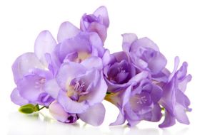 Фотообои Фиолетовые цветы