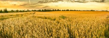 Фотообои Пшеничное поле