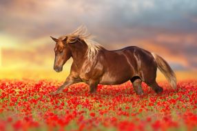 Фотообои Лошадь в поле маков