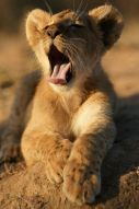 Фотообои Зевающий львенок