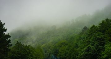 Фреска Горный лес в тумане