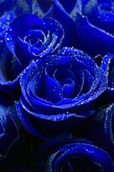 Фреска Синяя роза с каплями росы